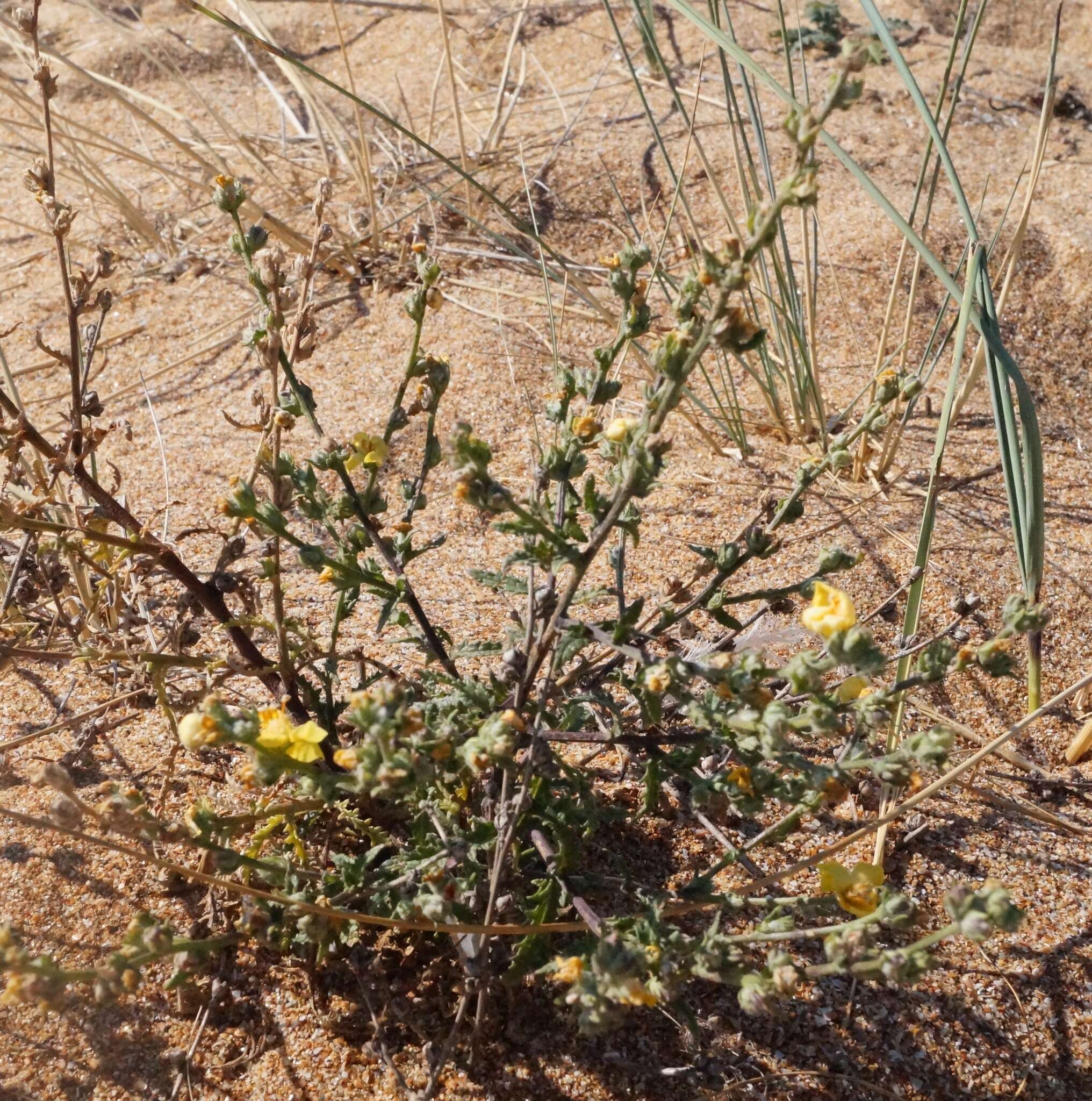 Image of Verbascum pinnatifidum Vahl