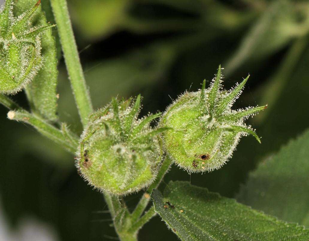 Image of Abutilon ramosum (Cav.) Guill.