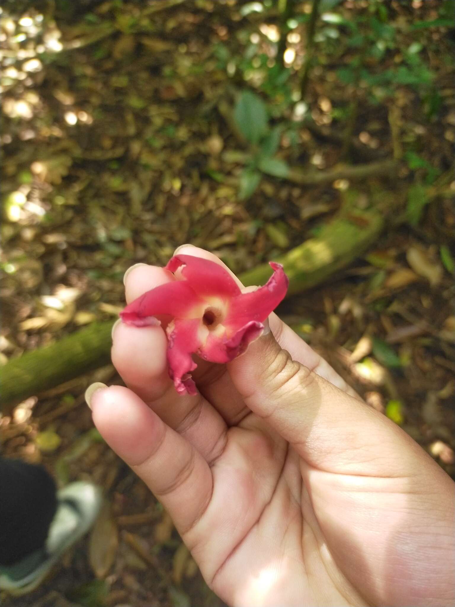 Image of Dipterocarpus obtusifolius Teysm. ex Miq.