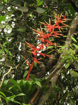 Image of Tillandsia excelsa Griseb.