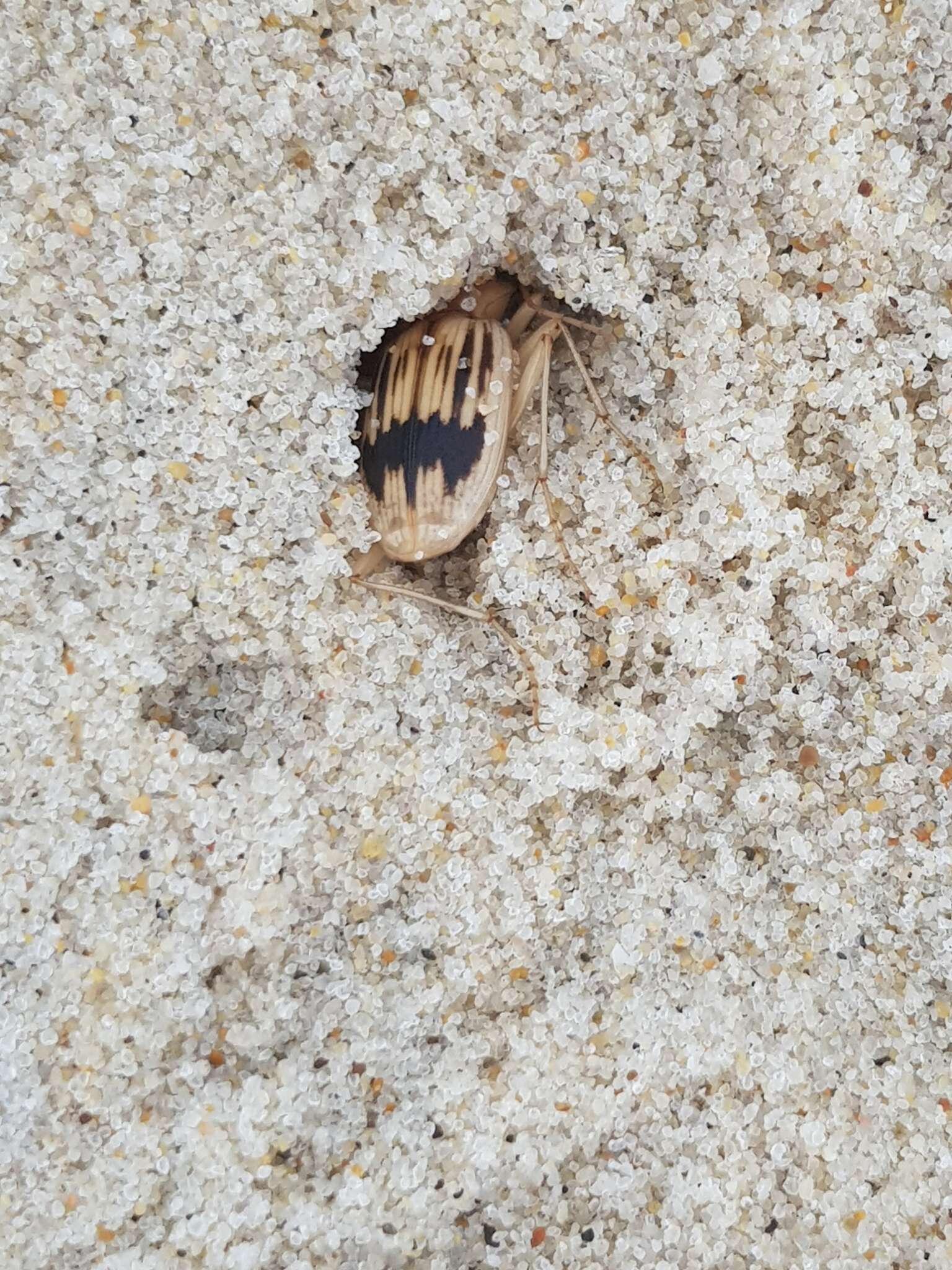 Sivun Nebria (Eurynebria) complanata (Linnaeus 1767) kuva