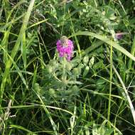 Image of Pedicularis spicata Pall.