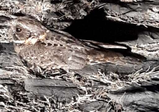 Image of Buff-collared Nightjar