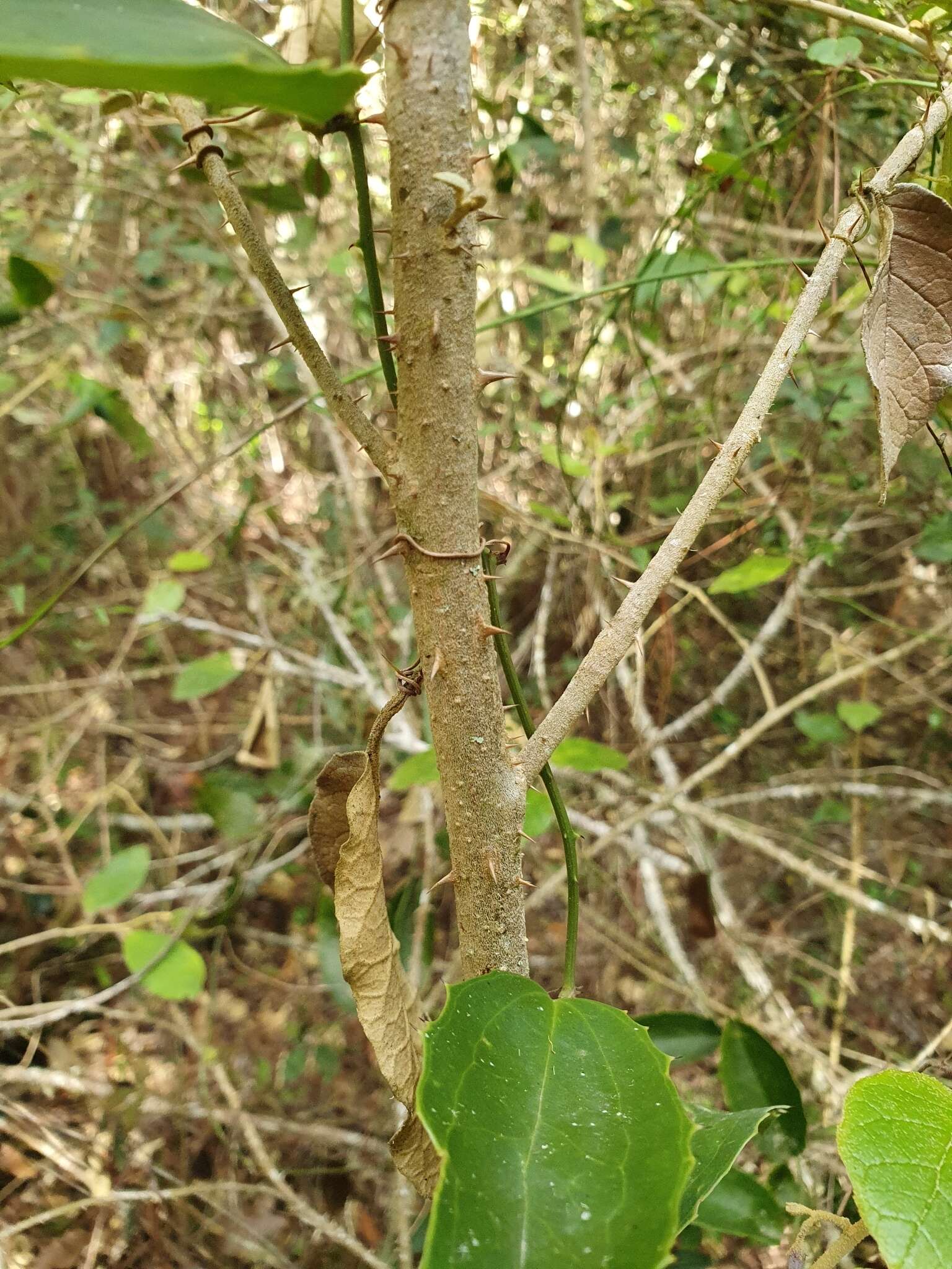 Image of Solanum crotonoides Lam.