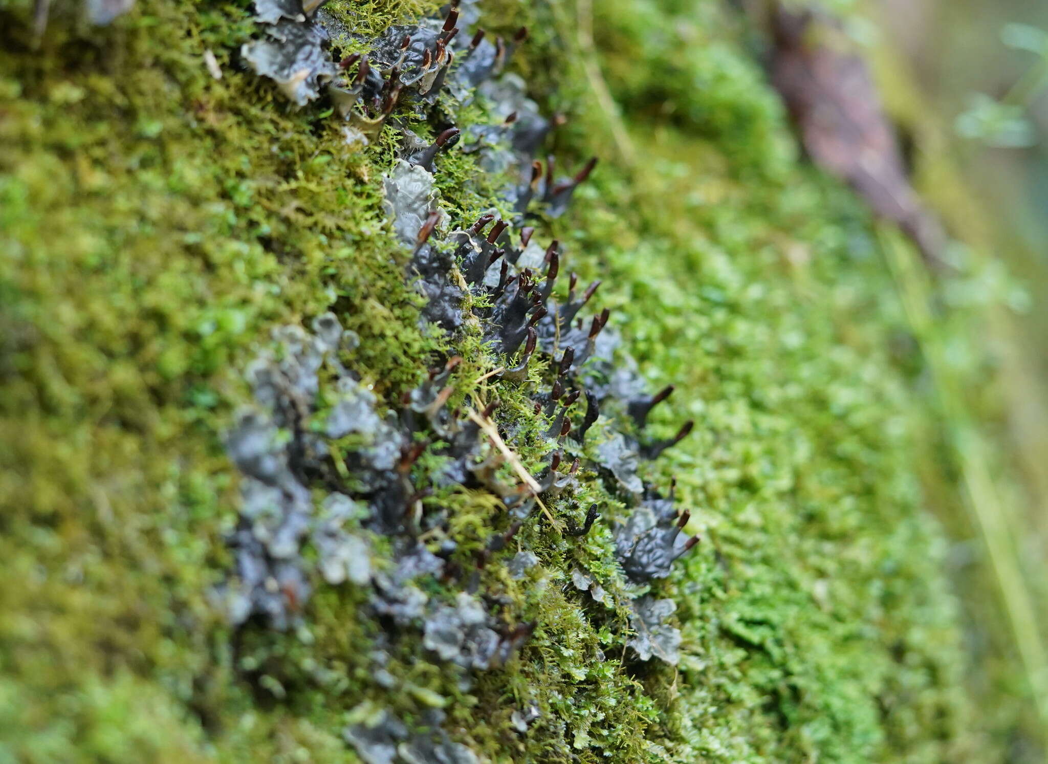 Слика од Peltigera dolichorhiza (Nyl.) Nyl.