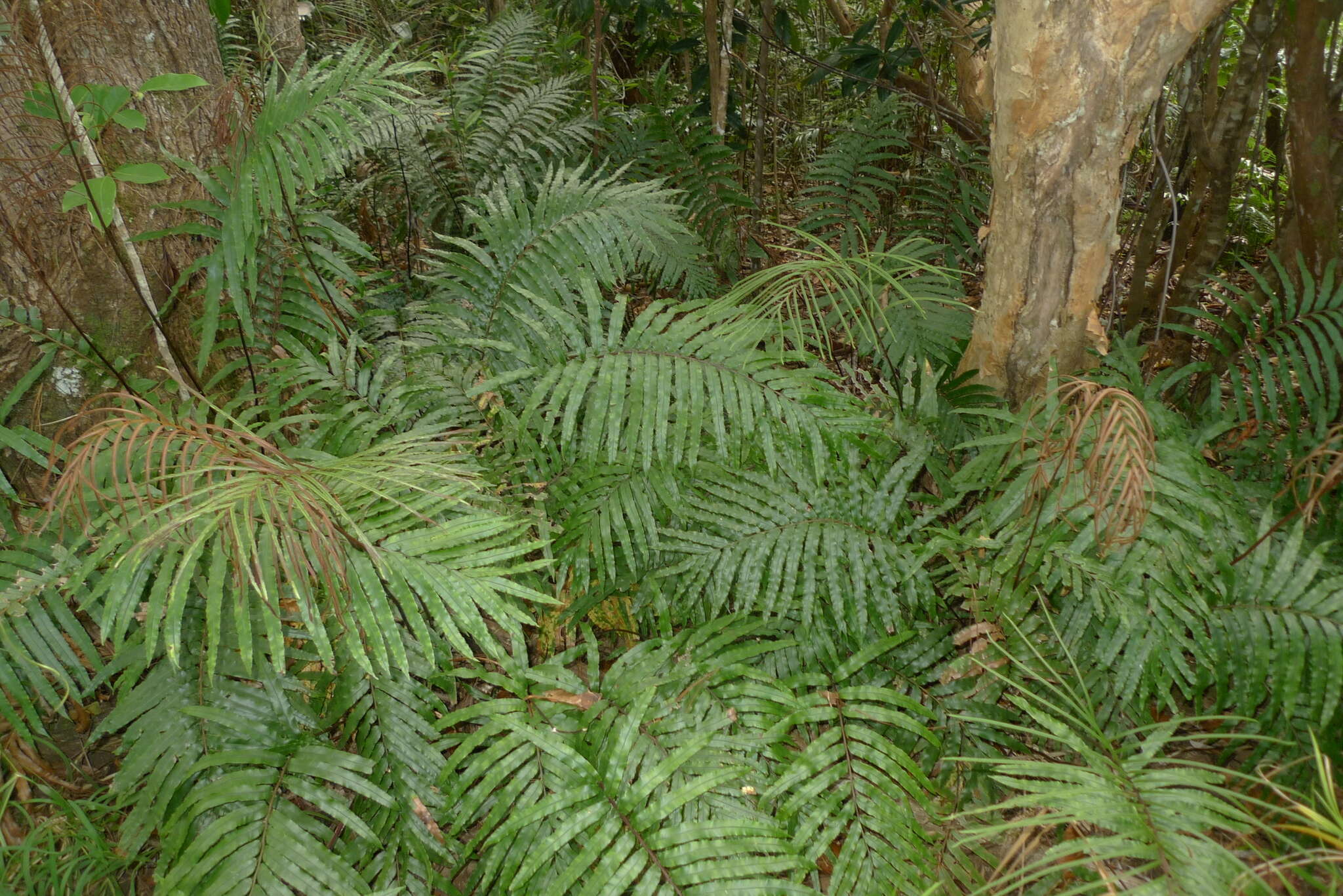 Image de Parablechnum chauliodontum (Copel.) Gasper & Salino