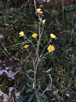 Image of Hieracium morii Hayata