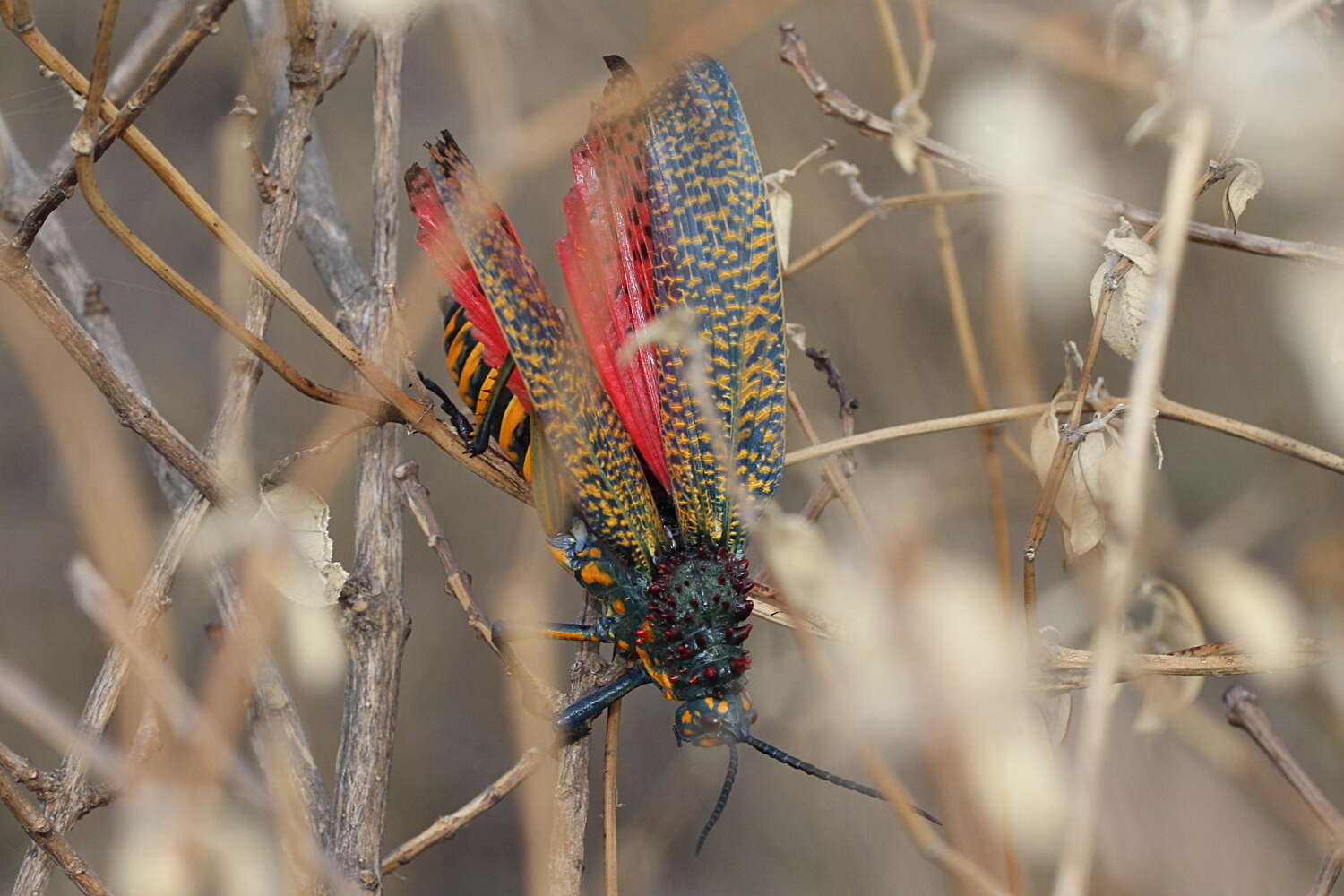 صورة Phymateus (Phymateus) saxosus Coquerel 1861