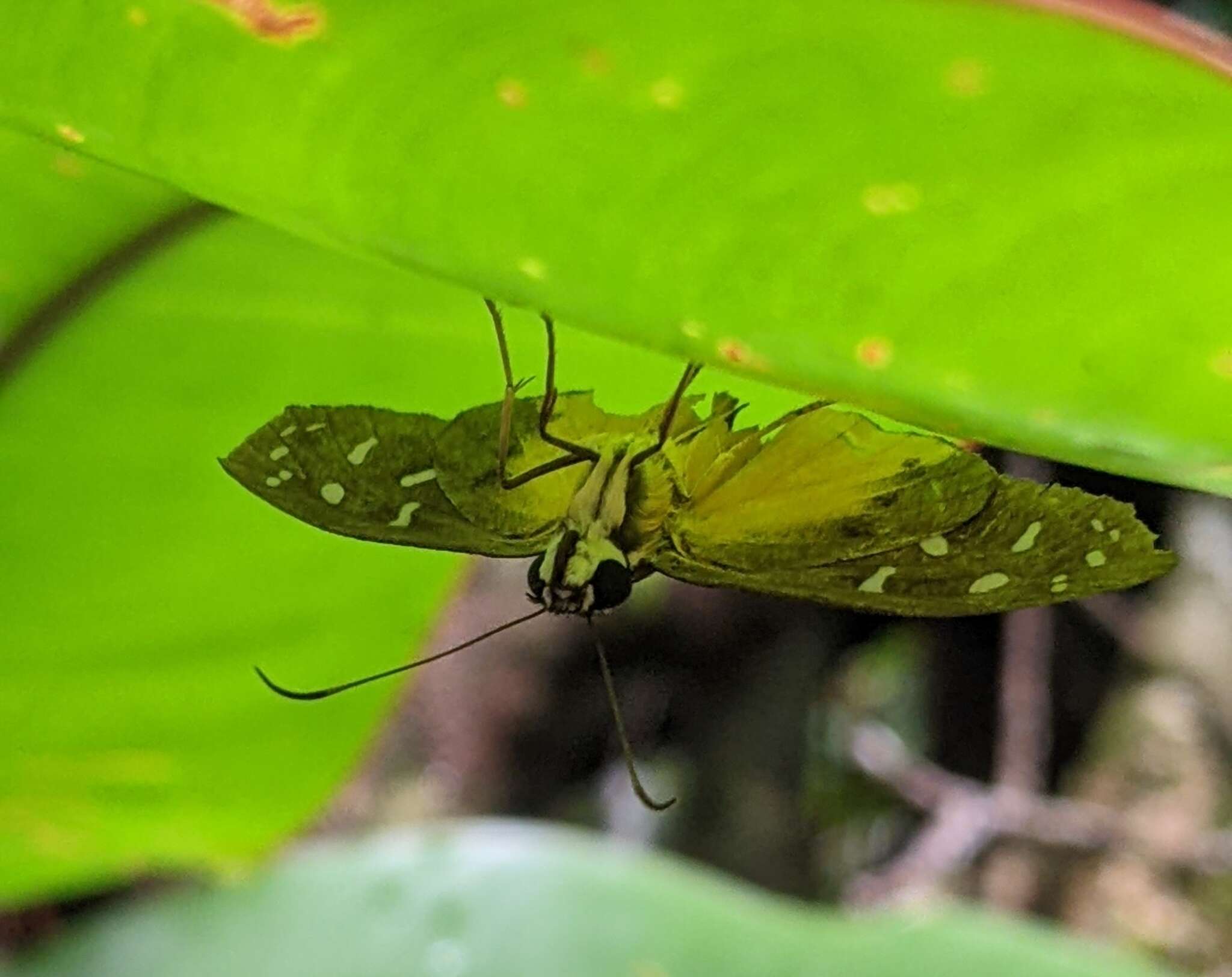 Hyalothyrus infernalis Möschler 1876 resmi