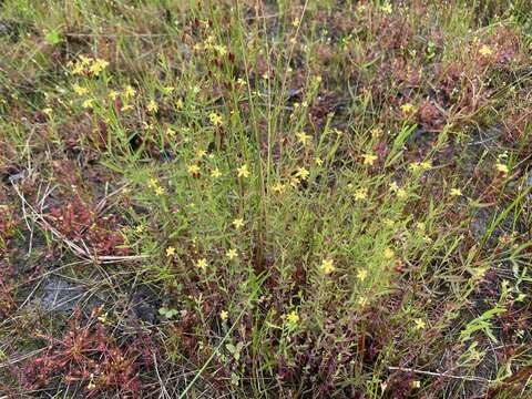 Image de Hypericum canadense L.