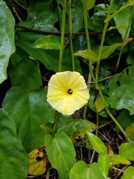 صورة Ipomoea ochracea (Lindl.) G. Don