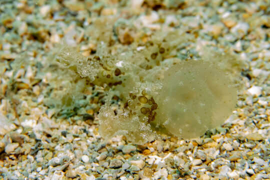 Image of Wonderous melibe slug