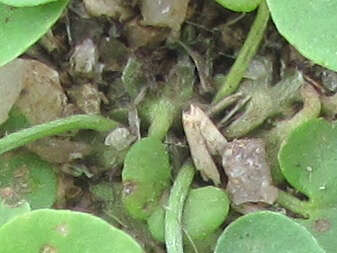 Imagem de Dichondra recurvata Tharp & M. C. Johnston