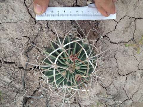 Image of Horse Crippler Cactus