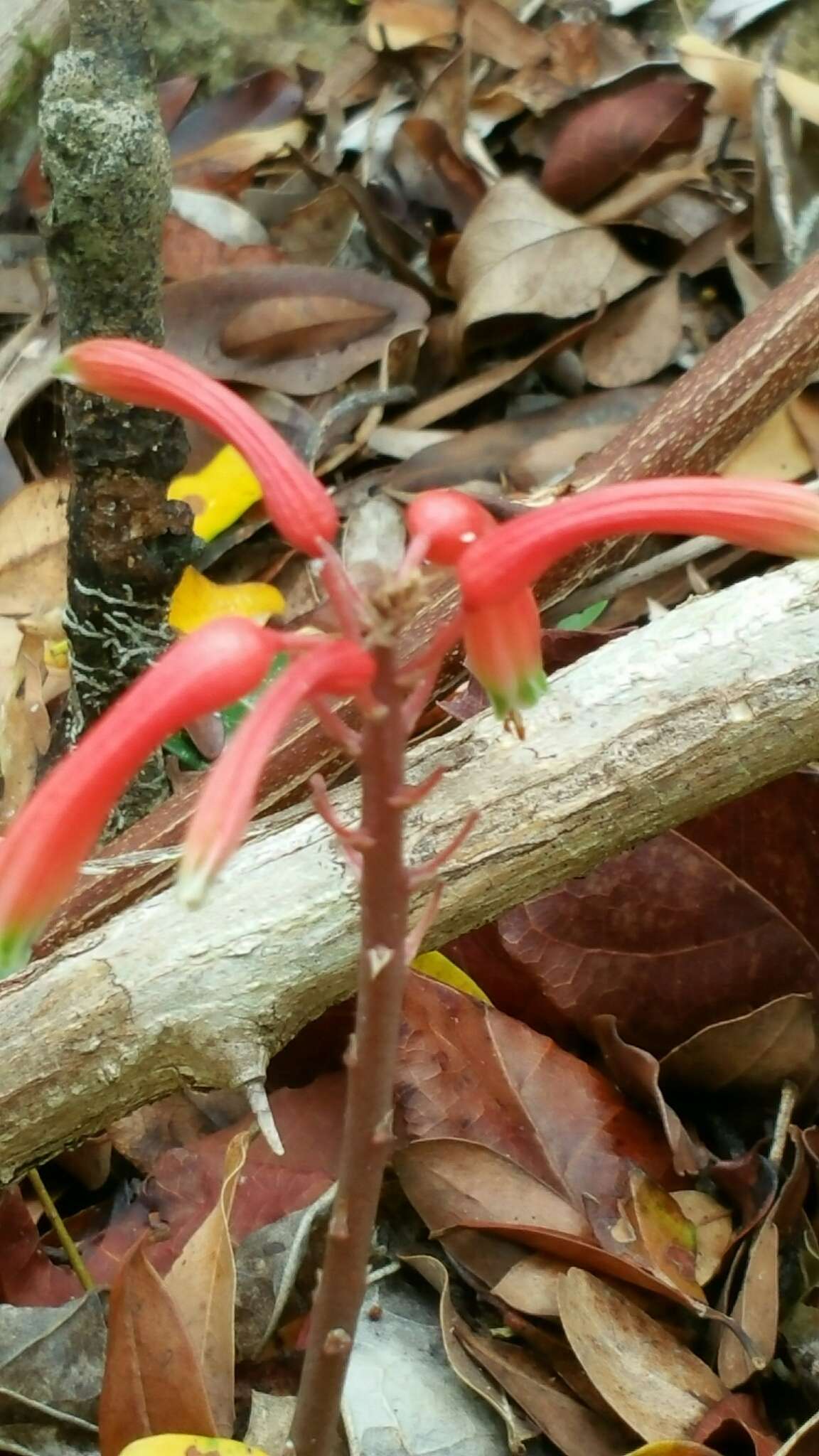 Aloe ambrensis J.-B. Castillon resmi