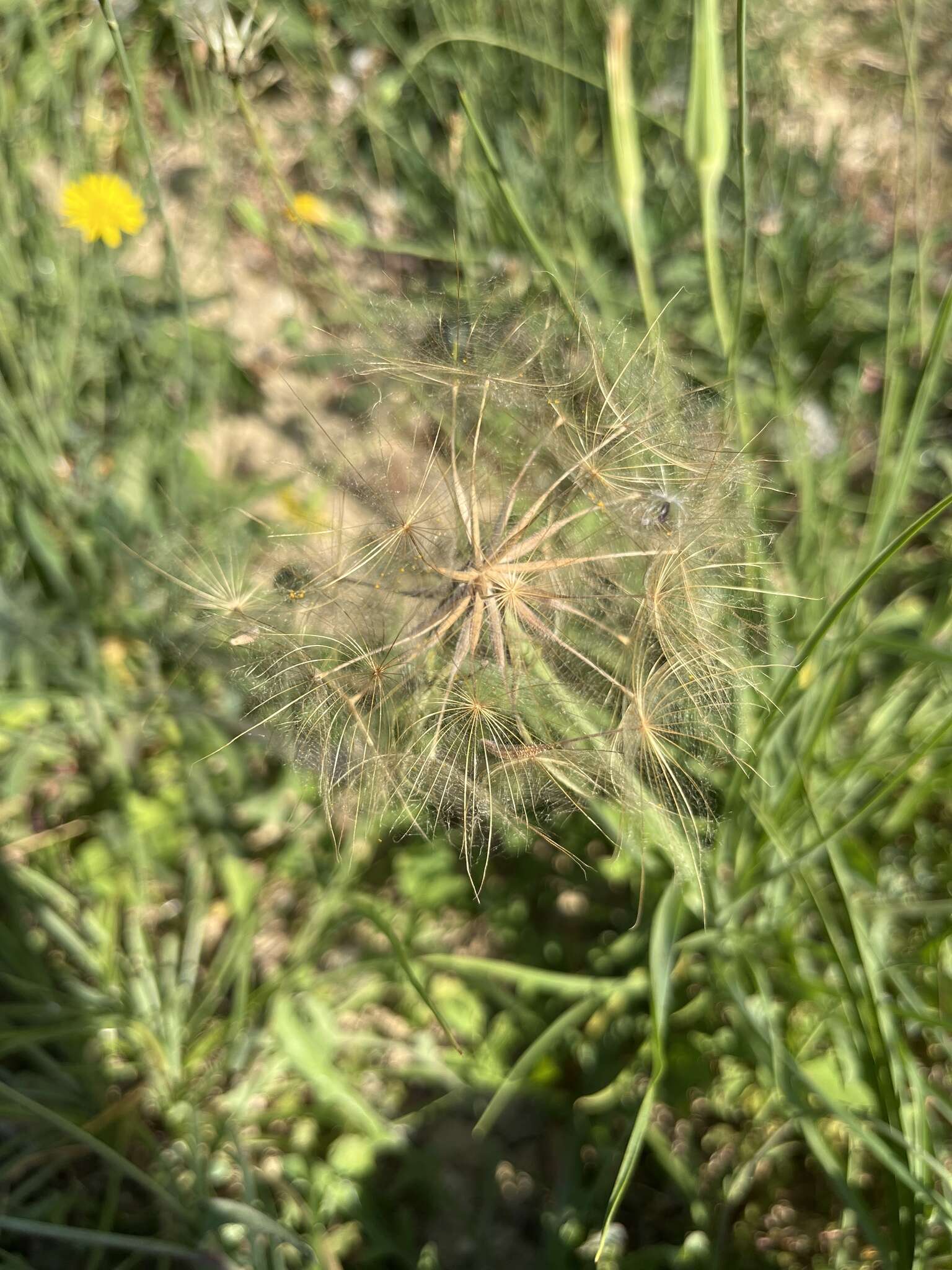 Image de Tragopogon porrifolius subsp. eriospermus (Ten.) Greuter