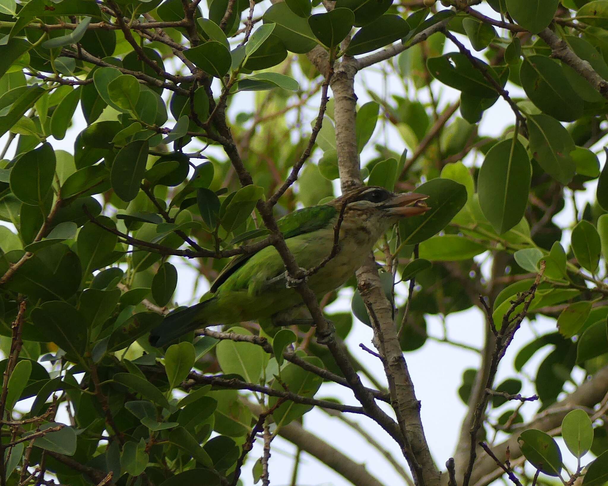 Psilopogon viridis (Boddaert 1783) resmi