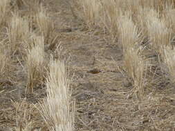 Image of Smith's Longspur