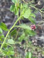 Image of Hermannia boraginiflora Hook.