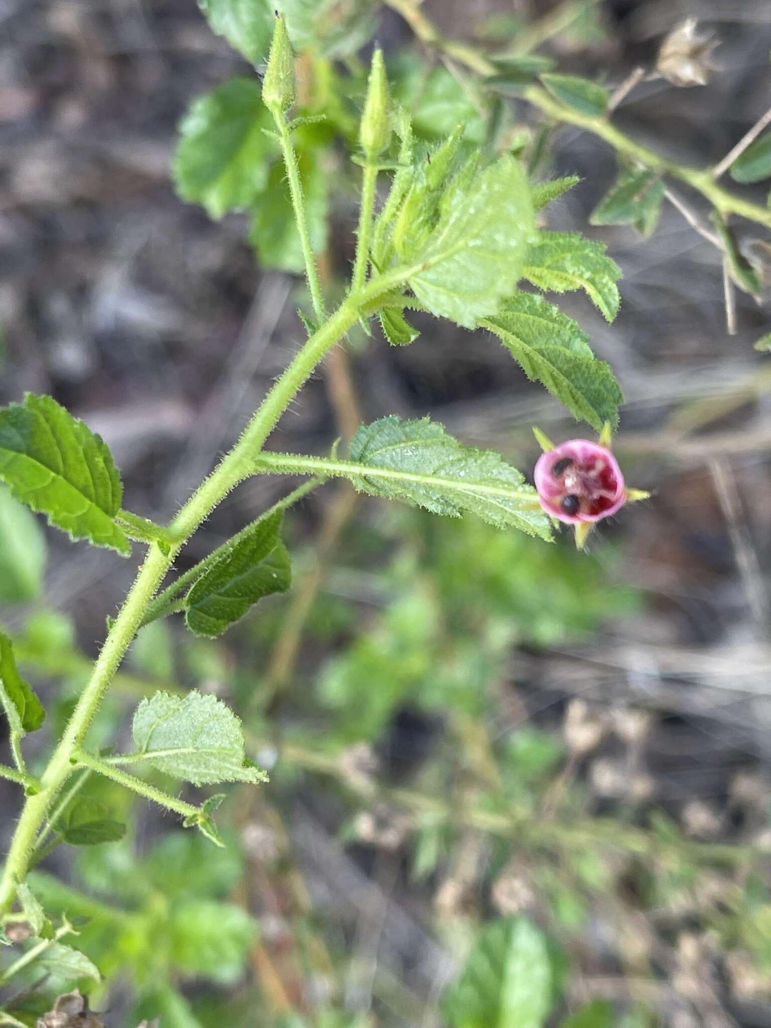 Image of Hermannia boraginiflora Hook.