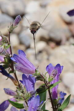 Image of low beardtongue