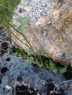 Image of Bolander's woodland-star