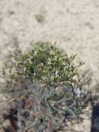 Image of spreading buckwheat