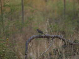 صورة Coryphospingus pileatus (Wied-Neuwied 1821)