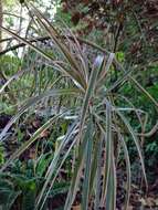 Plancia ëd Dracaena reflexa var. angustifolia Baker