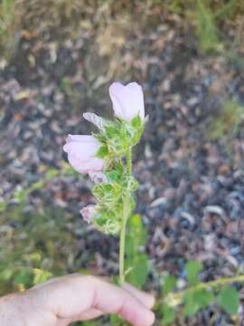 Sivun Malacothamnus densiflorus (S. Wats.) Greene kuva