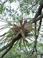 Image of Tillandsia didisticha (É. Morren) Baker