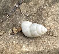 Image of Leonia mamillaris (Lamarck 1822)