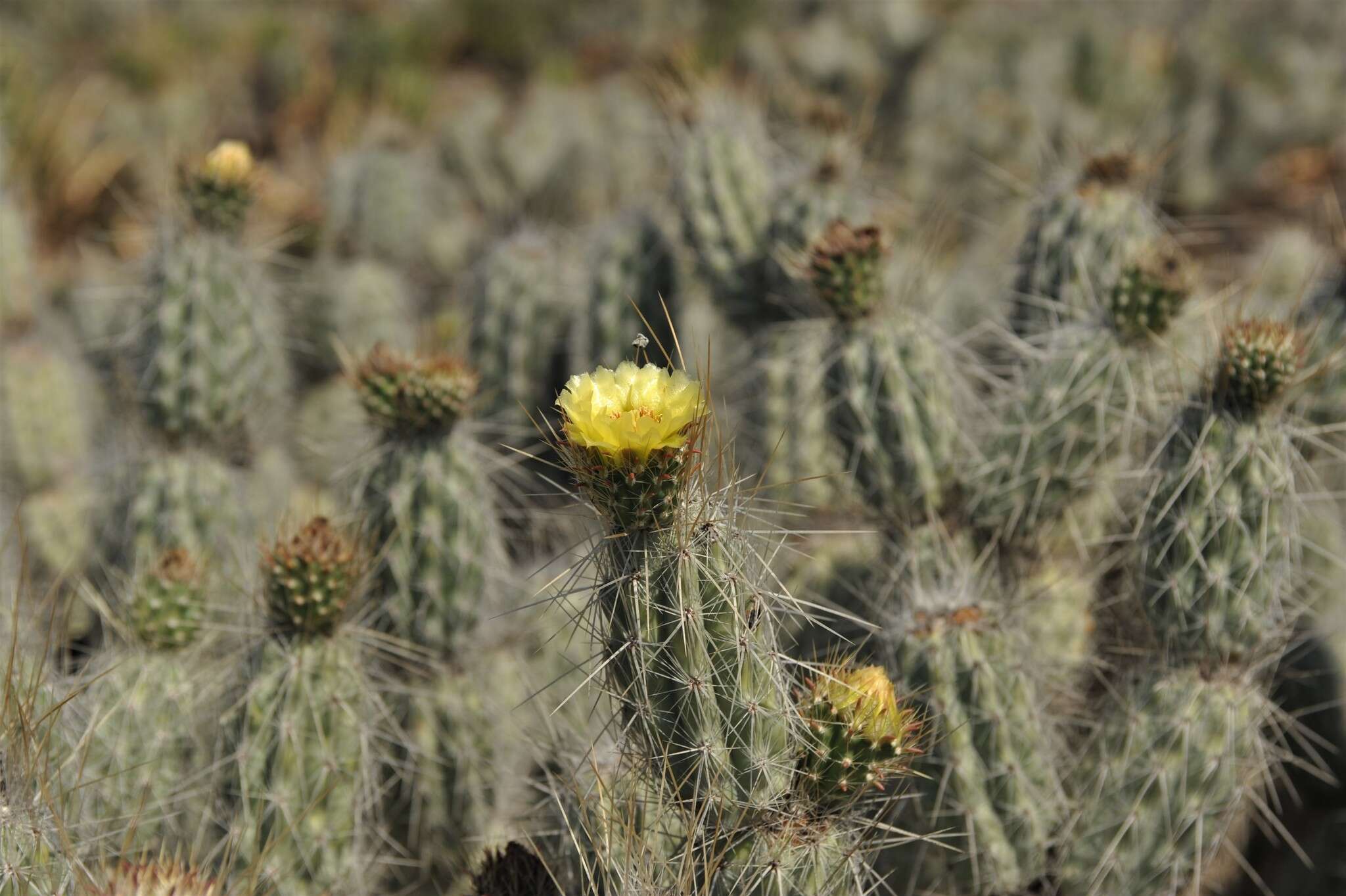 Image of Grusonia bradtiana (J. M. Coult.) Britton & Rose