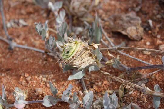 Image of Barleria lichtensteiniana Nees