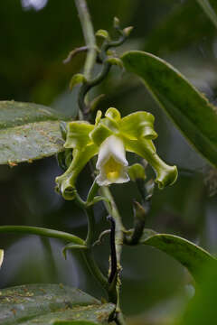 Image de Vanilla mexicana Mill.