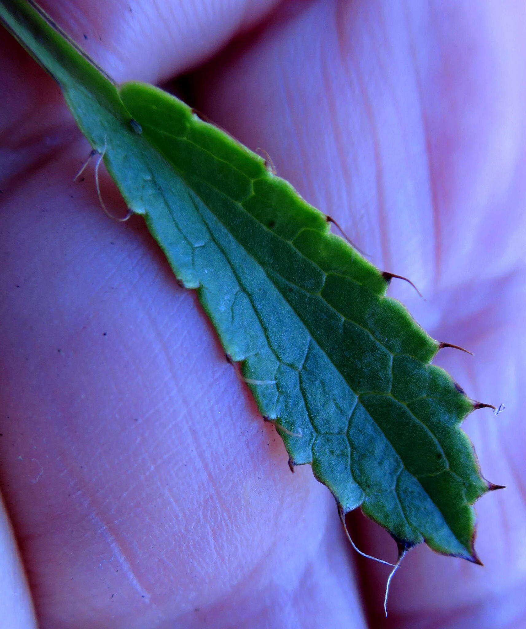 Image of Alepidea delicatula Weimarck