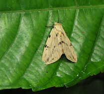 Image of Spilosoma gopara Moore 1859