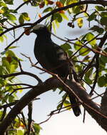 Image de Pigeon à couronne blanche