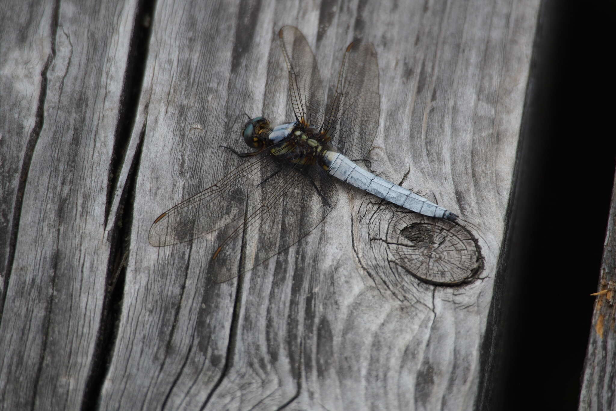 Imagem de Orthetrum japonicum (Uhler 1858)