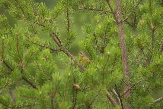 Image of Kirtland's Warbler