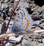 Euphilotes enoptes bayensis (Langston 1964)的圖片