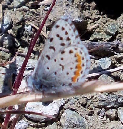 Image of Euphilotes enoptes bayensis (Langston 1964)