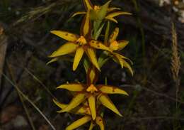 Image de Thelymitra dedmaniarum R. S. Rogers