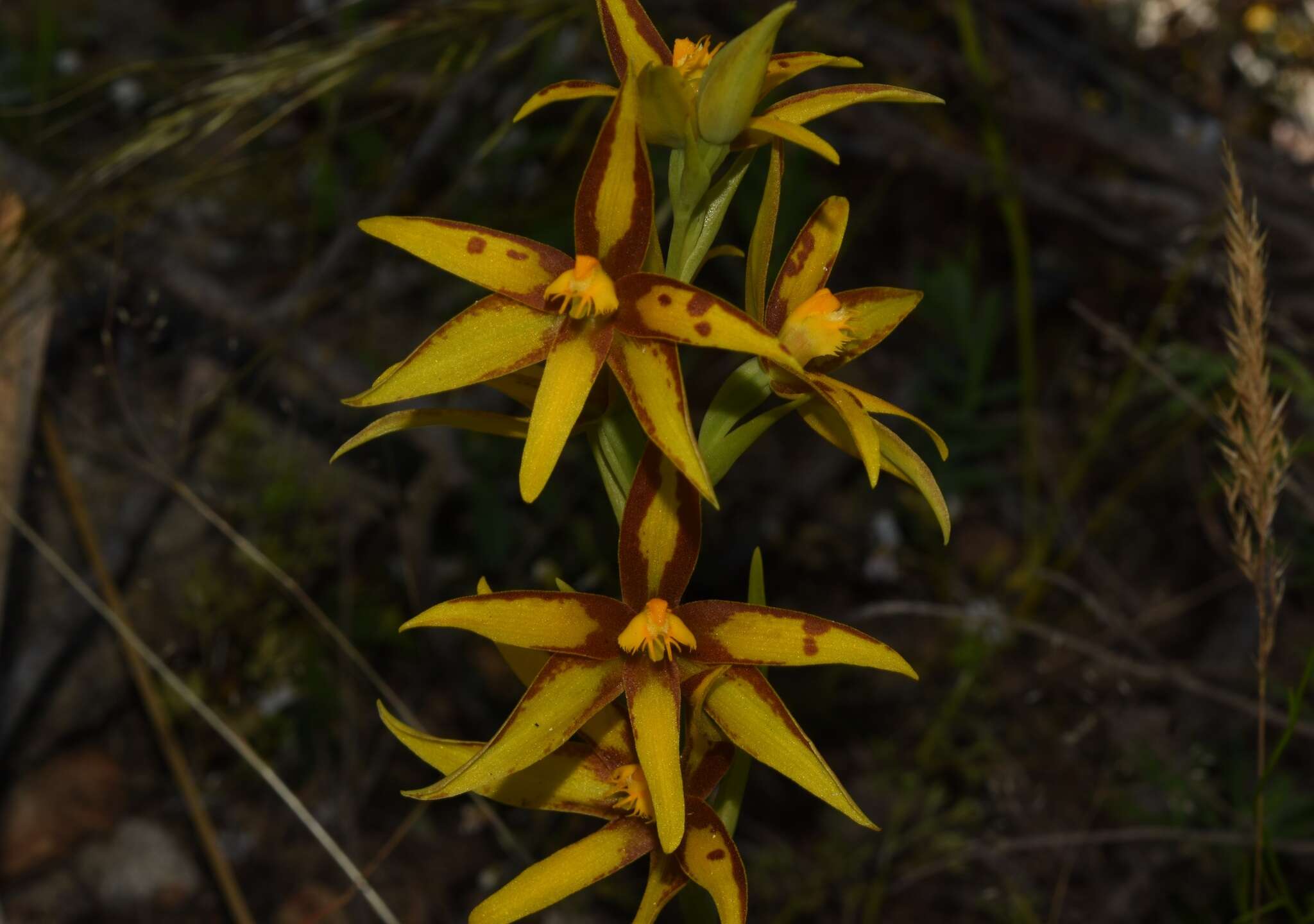 Image of Cinnamon sun orchid