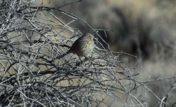 Image of Oreoscoptes Baird & SF 1858