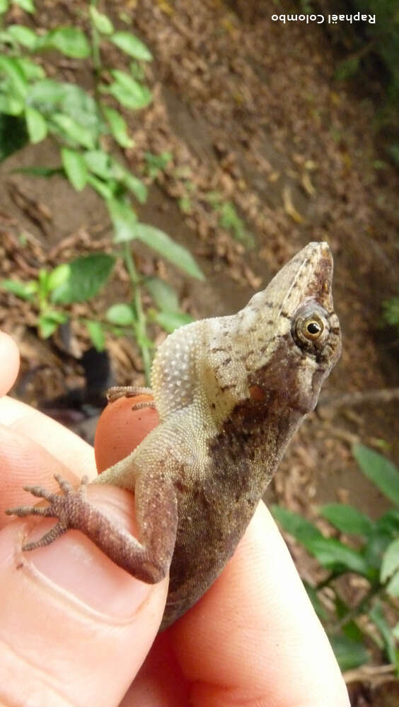 Image of Anolis bicaorum (Köhler 1996)