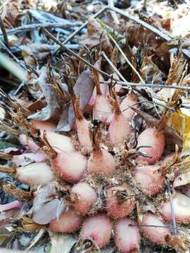 Sivun Bromelia karatas L. kuva