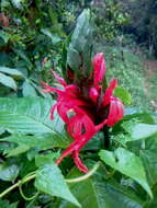 Pachystachys coccinea (Aubl.) Nees resmi