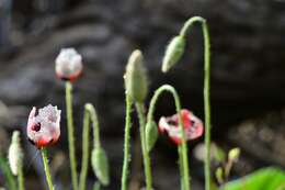 Imagem de Papaver umbonatum Boiss.