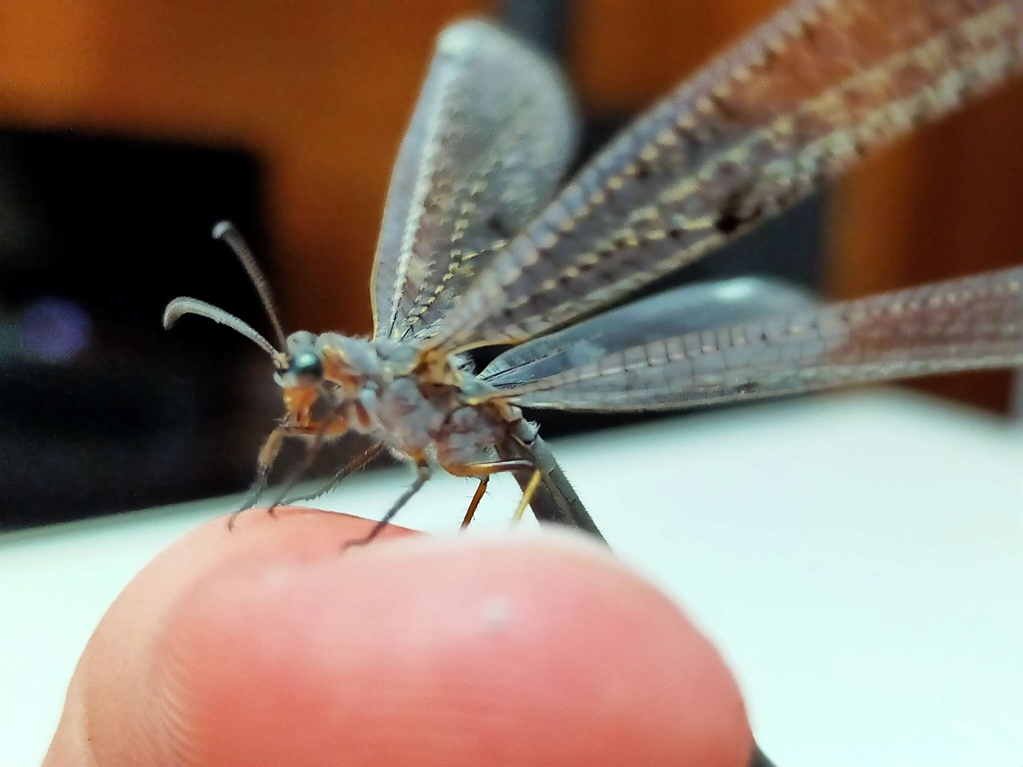 Image of New Zealand antlion